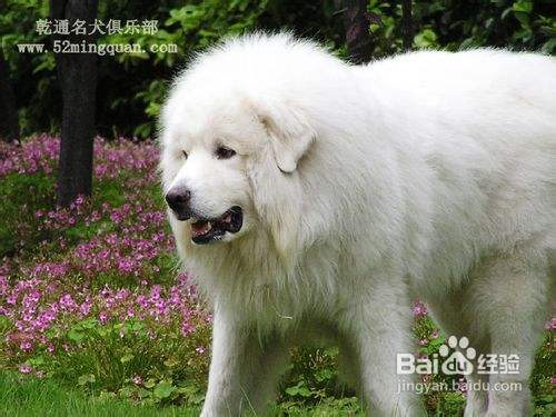 如何挑选大白熊犬 百度经验 如何挑选大白熊犬 百度经验
