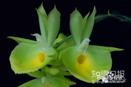 100种兰花品种图鉴，花开瞬间，艳冠群芳！
