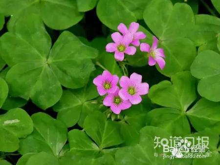 我们养的这些花农村到处都是