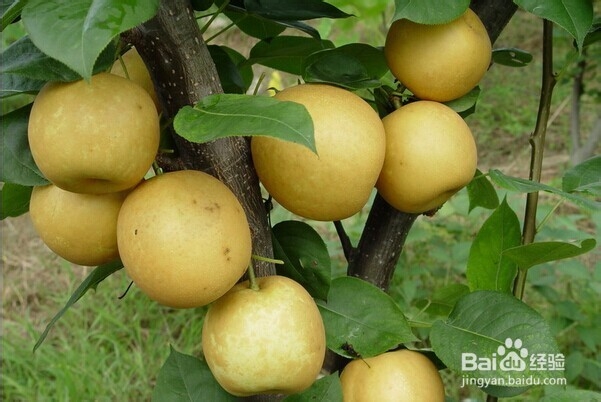 怎么挑新鲜水果——怎么挑梨