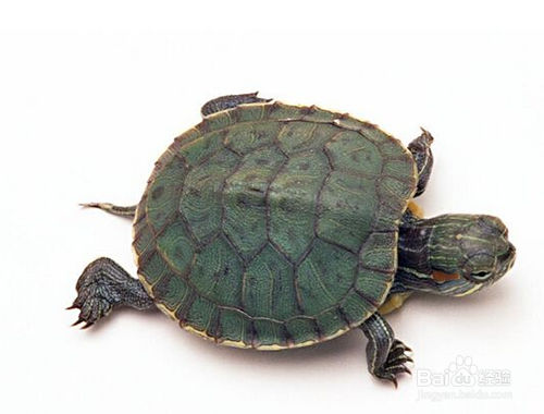 比较适合女孩子养的宠物有哪些?