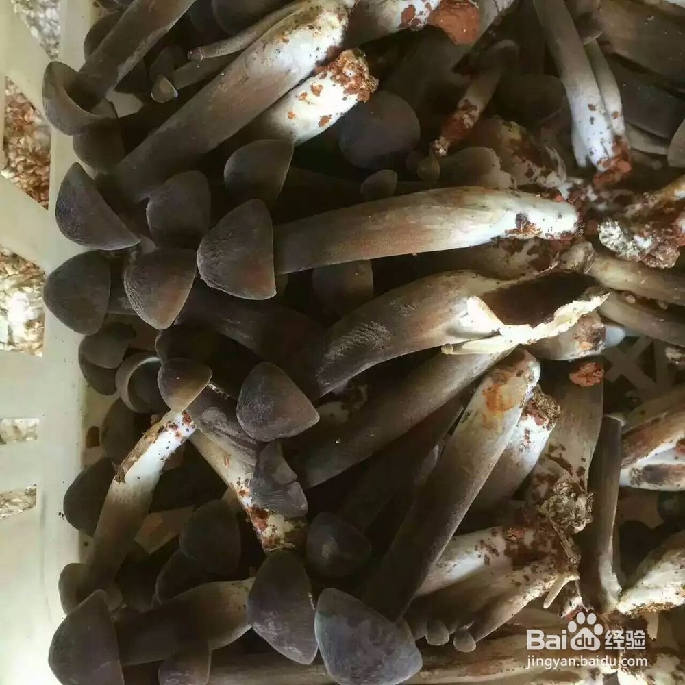 空气能鸡枞菇烘干机黑鸡枞烘干机的烘干效果