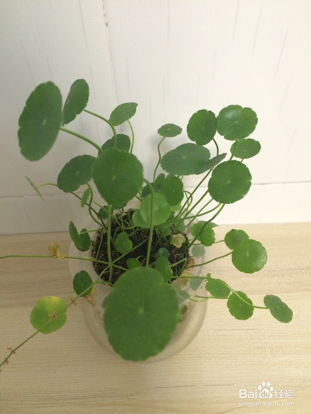 如何用手机鉴别查询植物的名称?