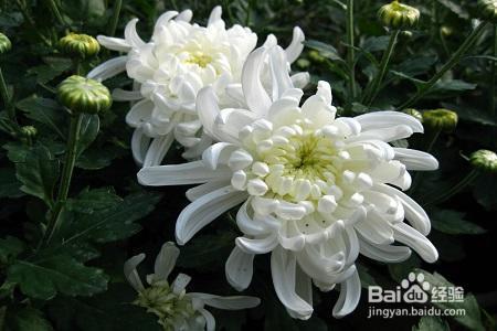 想要秋天有菊花赏？就要这样养，花开的比拳头都大！