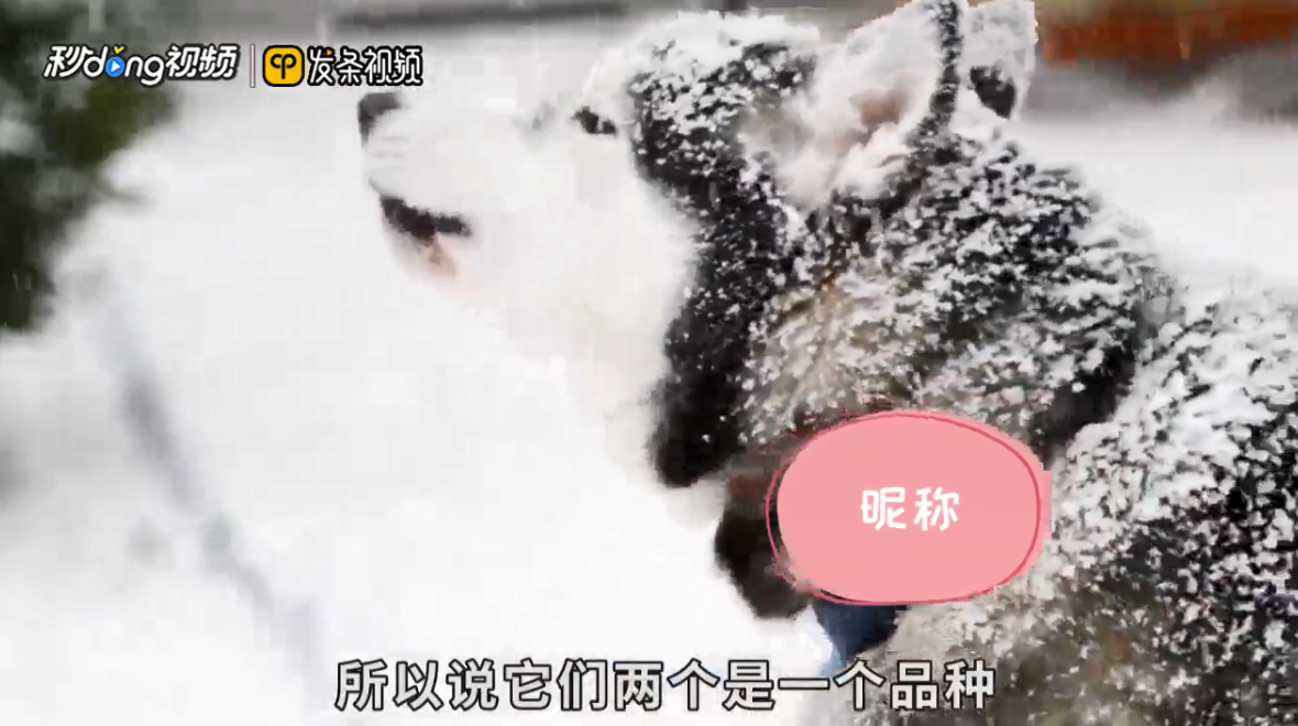 哈士奇和二哈是一个品种吗