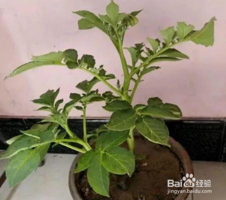 烂苹果、坏土豆别扔，这么做会有奇迹发生！