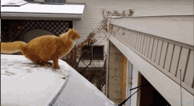 猫咪发现人类存在的终极奥秘