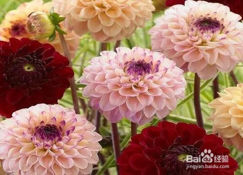 大丽花种子怎么种植方法