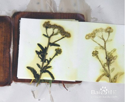 环保墙体野花装饰艺术