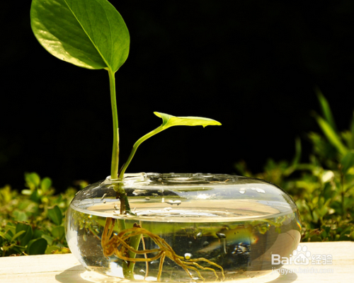 水养绿萝如何养鱼