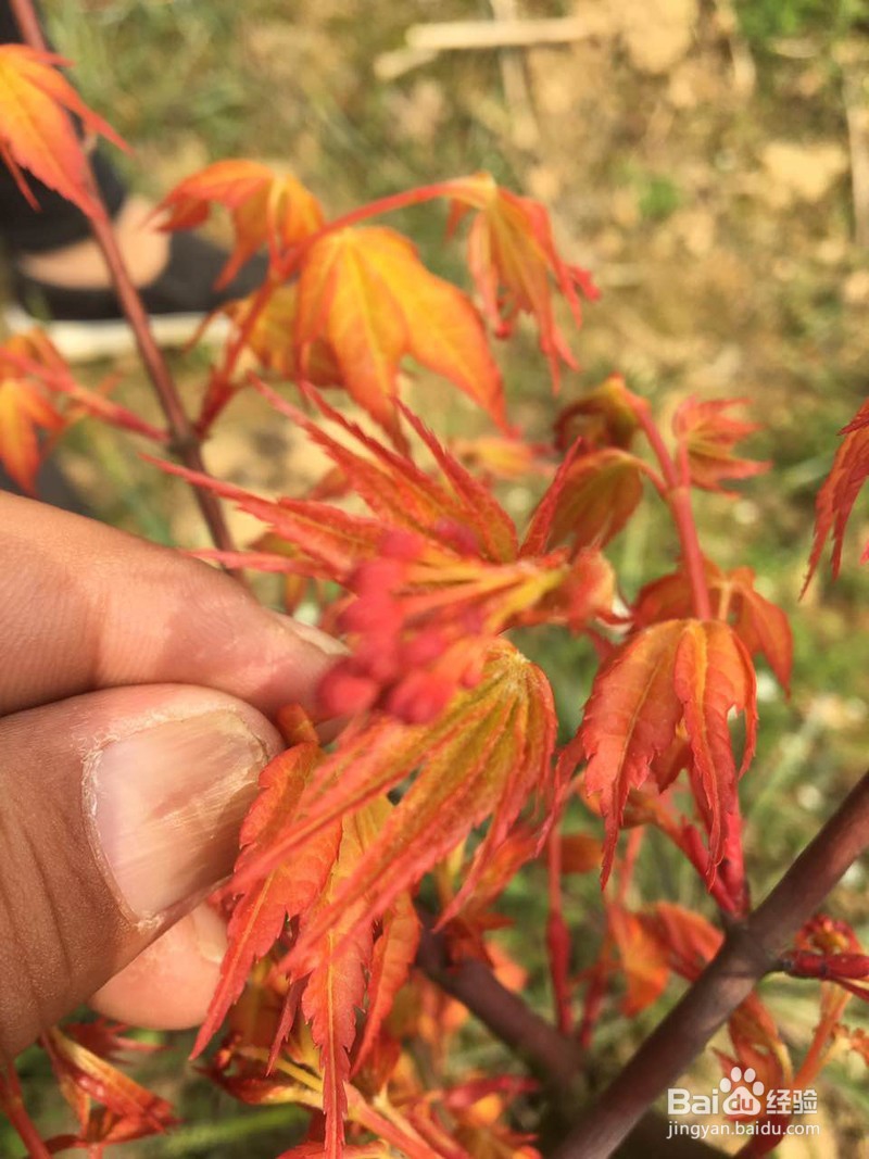 日本红枫苗、日本红枫树的种植方法
