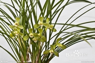 养兰花植料应该具备的基本特点