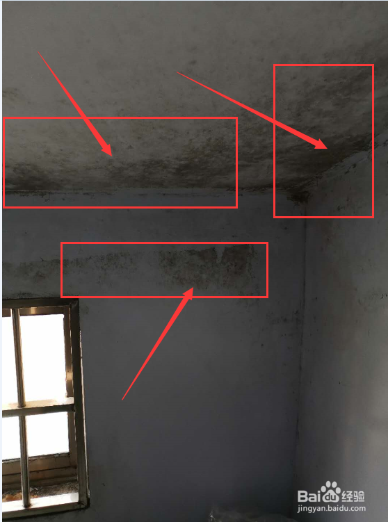 除霉剂真的能去除霉吗