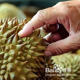 如何挑选金枕头榴莲