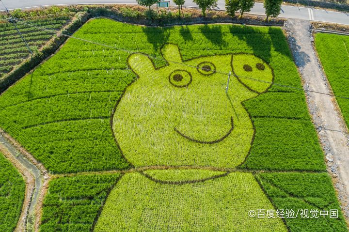 水稻苗床出苗不齐的原因及解决方法