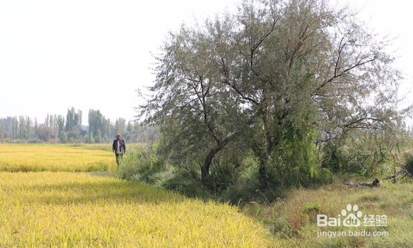 沙枣树栽植方法