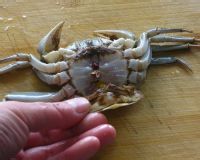 十月吃蒸蟹,更营养!