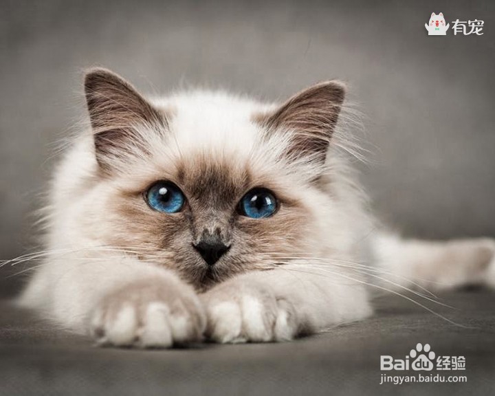 缅甸圣猫——伯曼猫