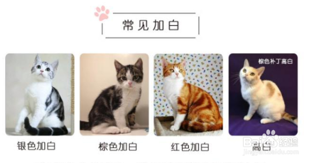 美短品种图解