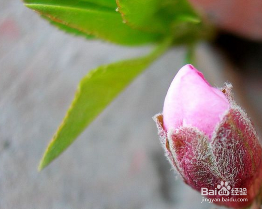 美容养颜如何选择，每天一杯桃花水