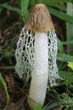 竹菌怎么做好吃