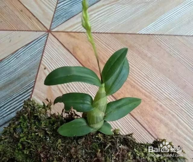 花盆里长满了潮湿虫怎么办