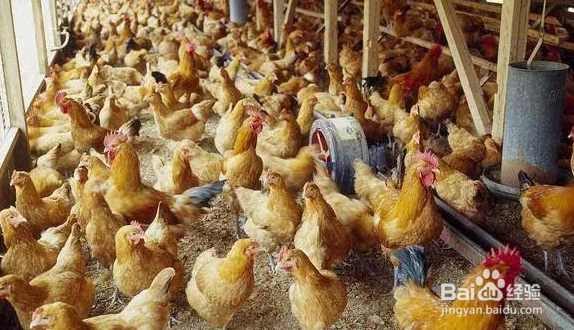 农村散养鸡要采取哪些措施预防生病