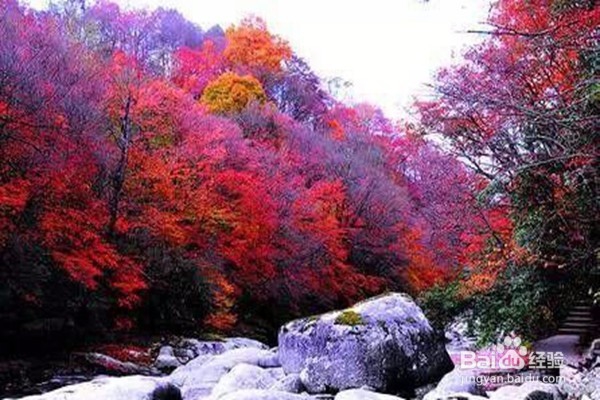 光雾山旅游攻略