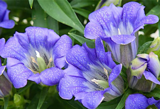 龙胆花为什么是蓝色