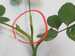 怎么分辨月季的盲枝