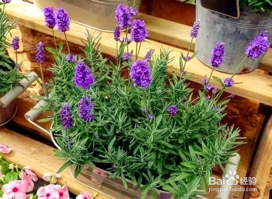 美观又实用的家居植物