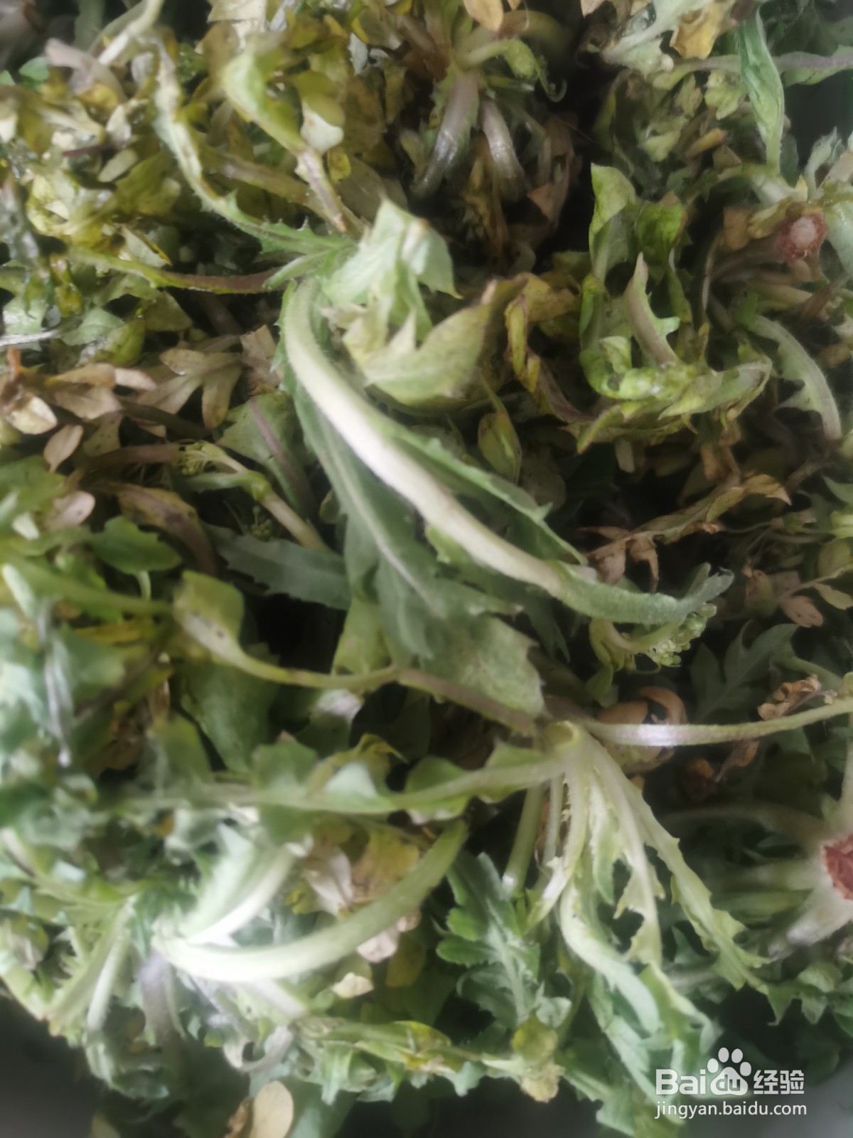 小根菜虾皮蛋花汤