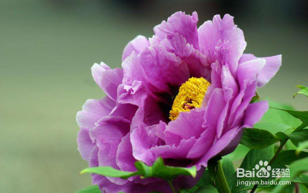 养牡丹花你需要知道哪些？