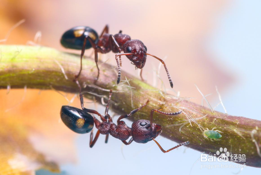 家里有小蚂蚁是什么原因造成的