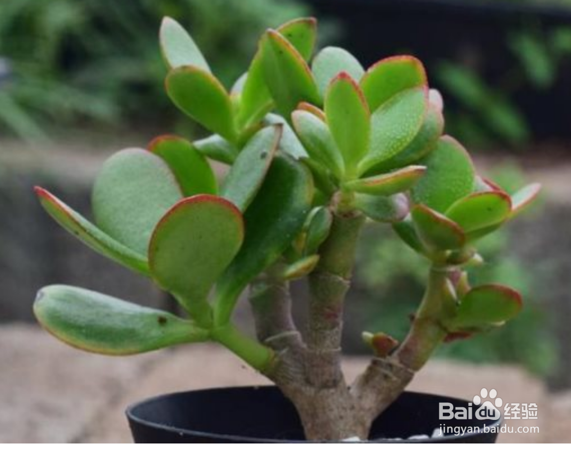 玉树夏天怎么养才能更旺盛