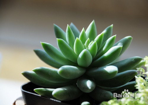 多肉植物常见种类介绍及养殖注意事项