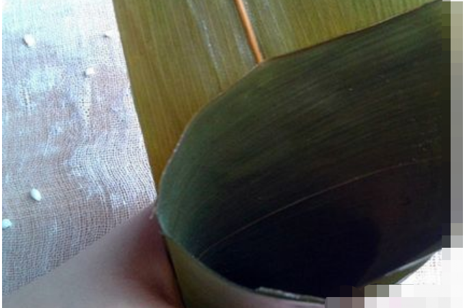 包粽子的豆子叫什么豆