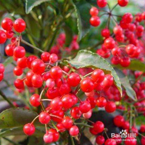 朱砂根怎么种？