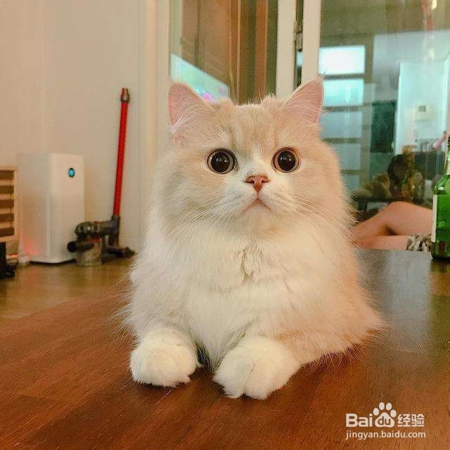 不要以毛取猫——浅谈猫咪的毛色
