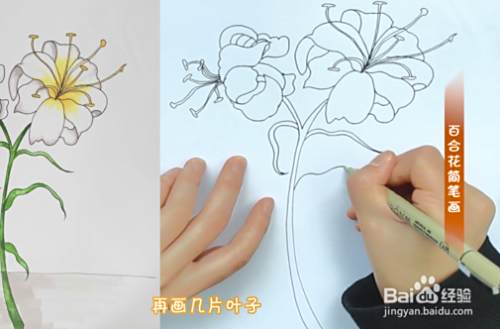 百合花简笔画步骤教程 百度经验
