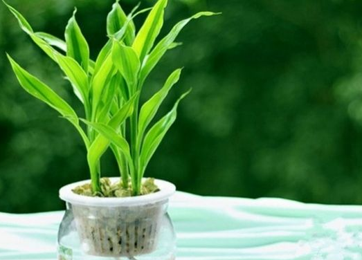 水养富贵竹,怎么养,都黄了,咋办啊!