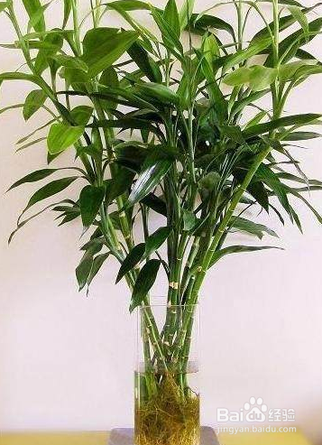 节节高叶子发黄怎么办