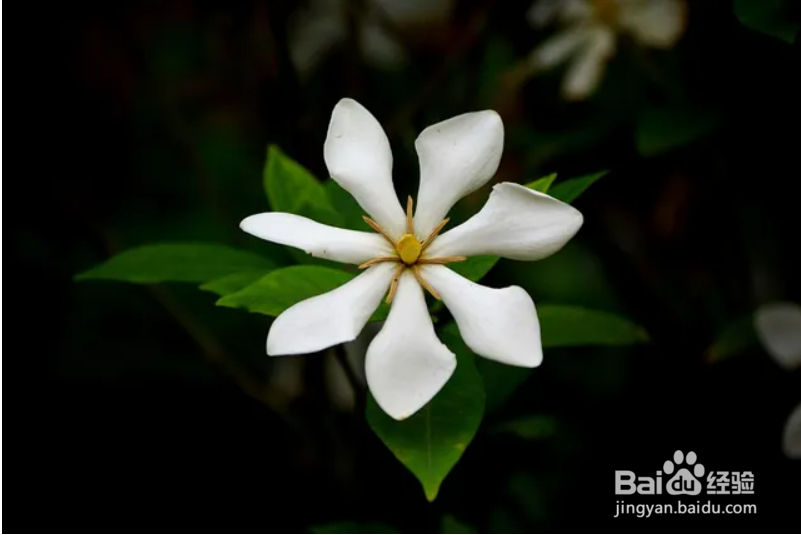 栀子花怎样修剪