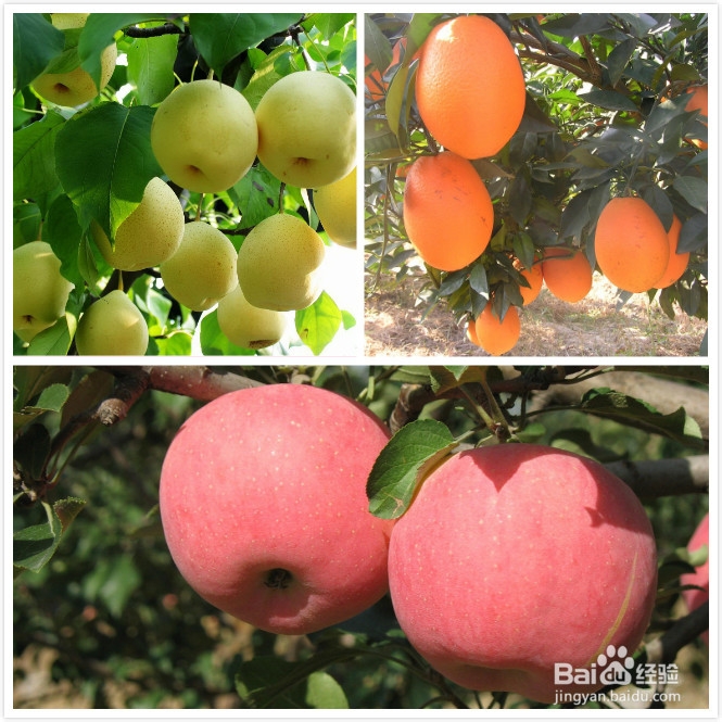 节假日吃什么水果比较好