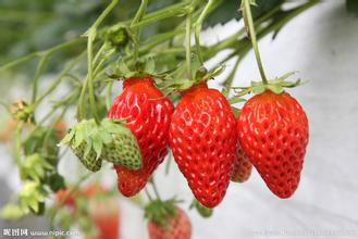 草莓令人吃惊的功效和作用2015