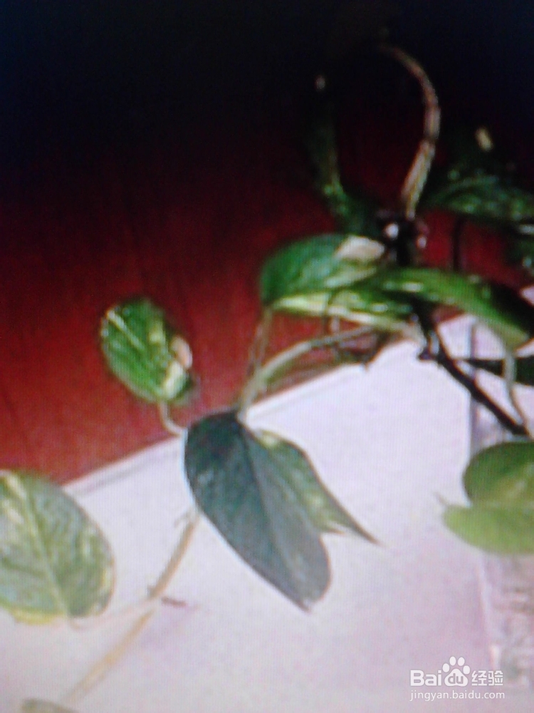 绿萝的养殖与繁殖技巧