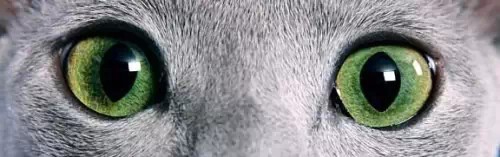 喵星人的眼睛，有多少种颜色？