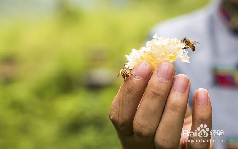 西藏蜂蜜怎么吃?西藏蜂蜜的吃法和注意事项要懂