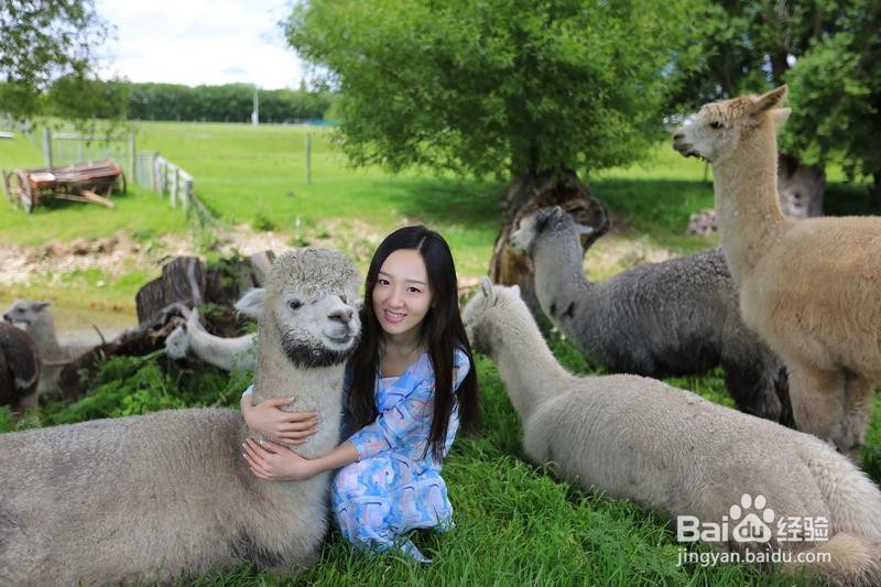 新西兰漫游简记7