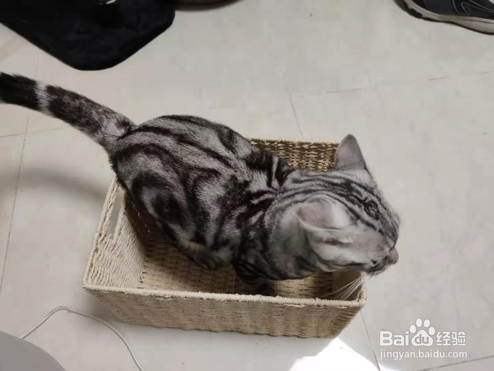 如何正确看待猫猫的应激反应